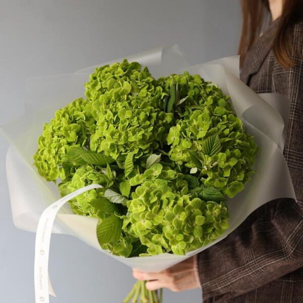 Colombian Hydrangeas - 7 гортензий