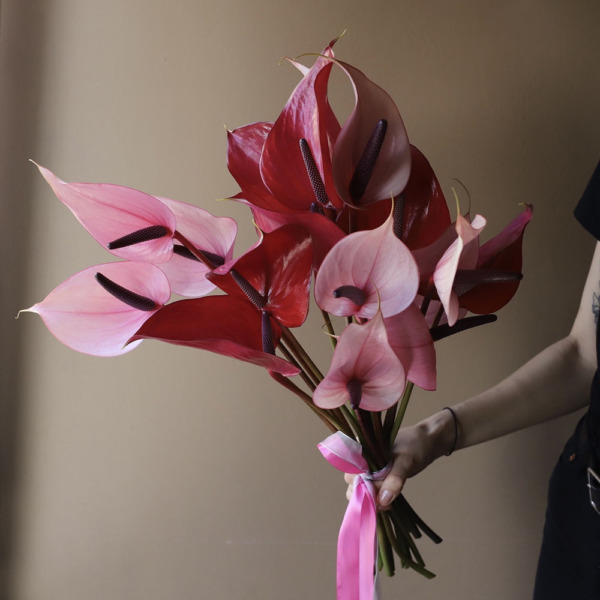 Mixed color Anthuriums Mixed color Anthuriums - 15 антуриумов