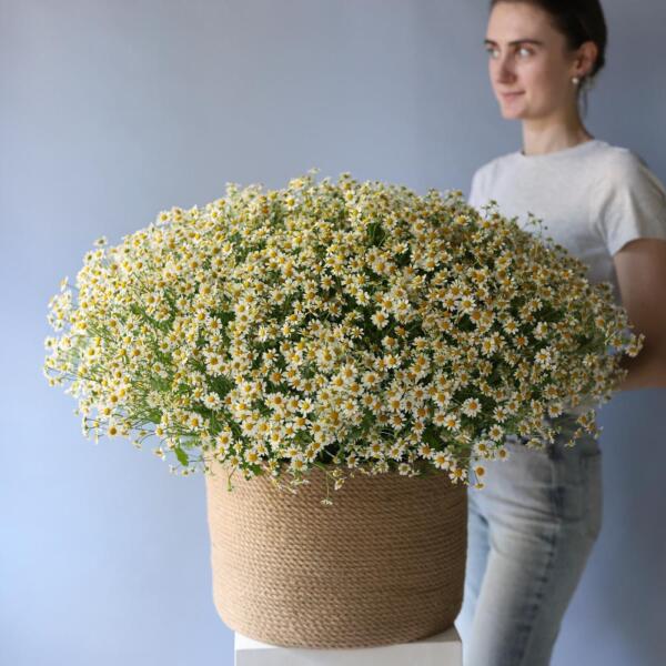Basket of Spray Chamomile - Размер L