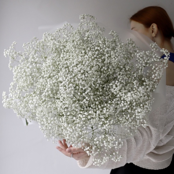 White Baby's Breath -  15 гипсофил 