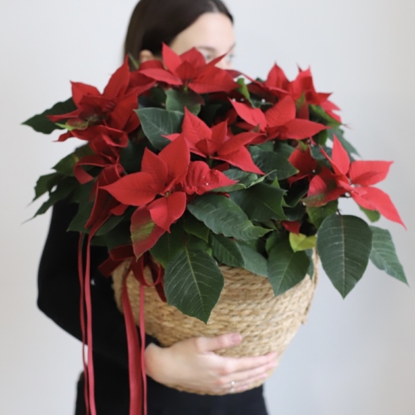 Poinsettia in a basket