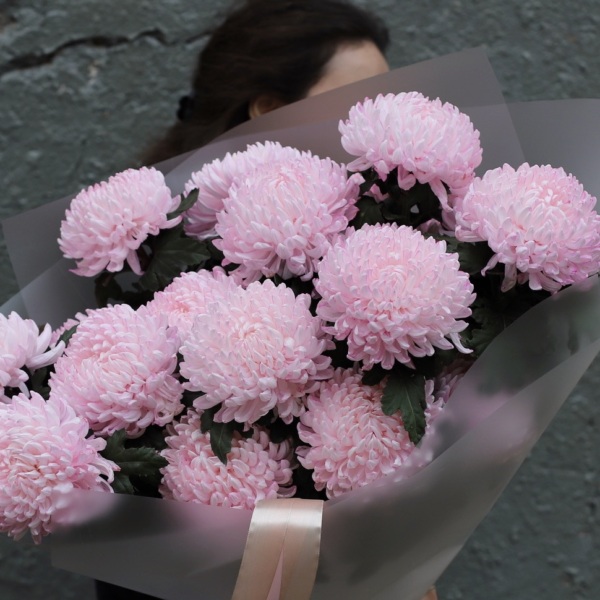 Large pink Chrysanthemum -  19 хризантем 