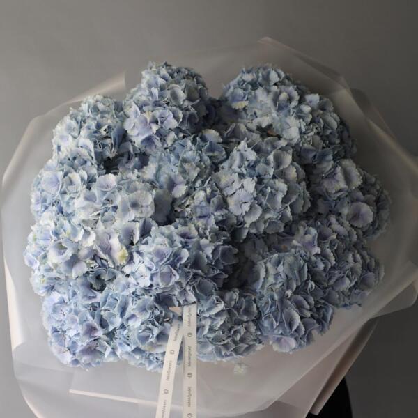 Skyblue Hydrangea - 25 гортензий