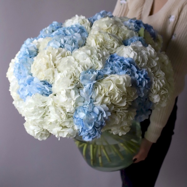 Colombian Hydrangeas in a vase - 35 гортензий