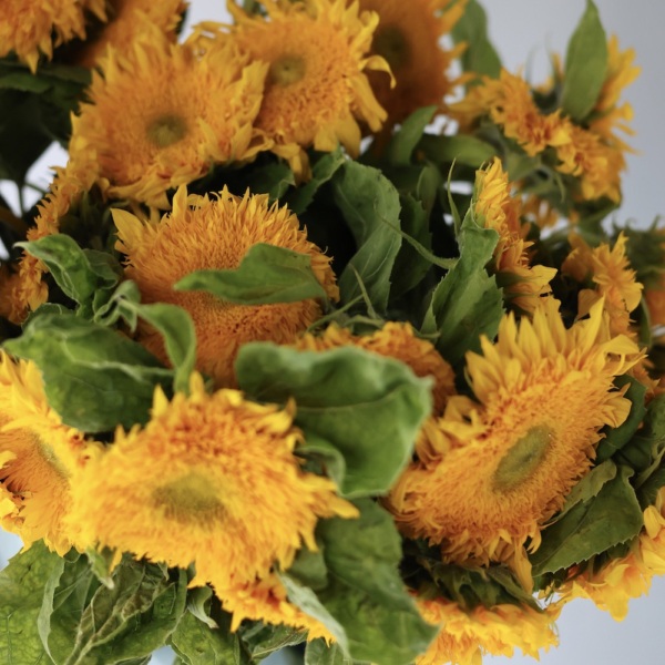 Sunflower - 19 подсолнухов 