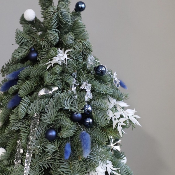 Mini Christmas Tree 'Blue frost'