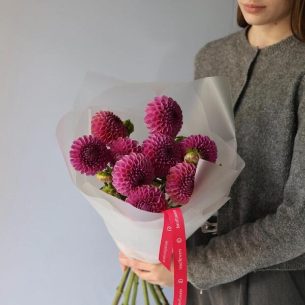 Pink Dahlia - 9 георгин