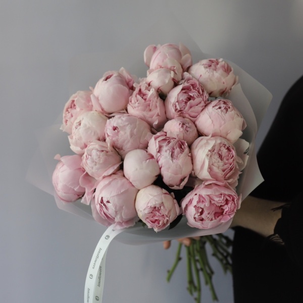 Pink Peony - 19 пионов