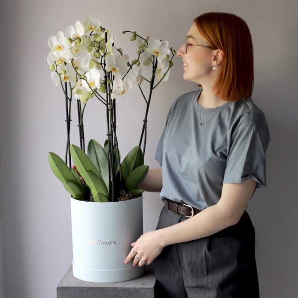 Orchid  in a hat box - Размер M