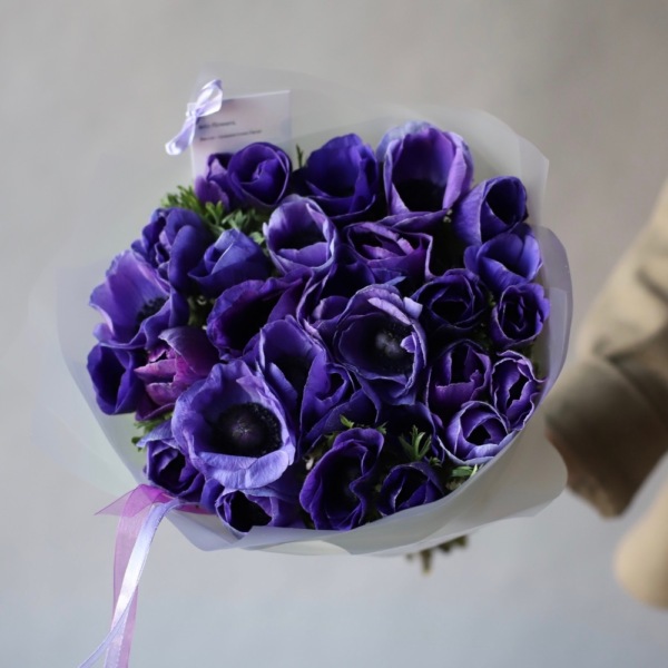 Purple Anemone - 29 анемон