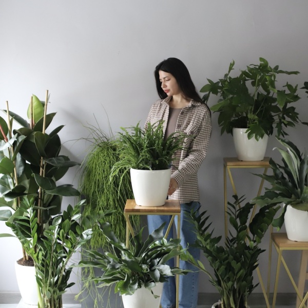 Home set of potted plants