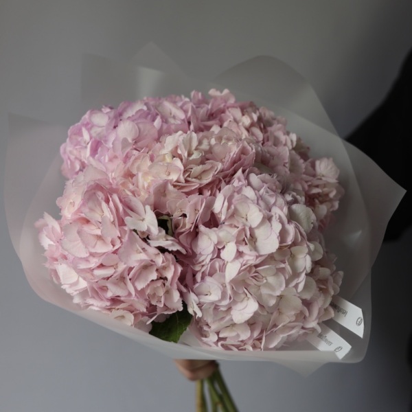 Colombian Hydrangeas - 5 гортензий 