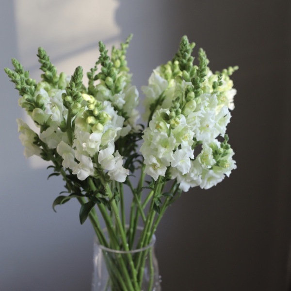 Snapdragon in a vase Snapdragon in a vase - 19 львиных зевов