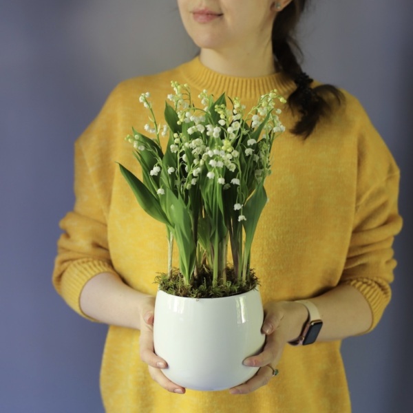 Lily of the Valley in a ceramic pot -  49 ландышей 
