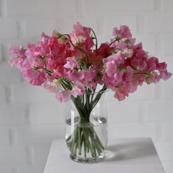 Sweet Pea in a vase - 99 душистых горошков 