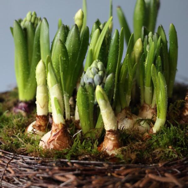 Easter Nest with Primroses