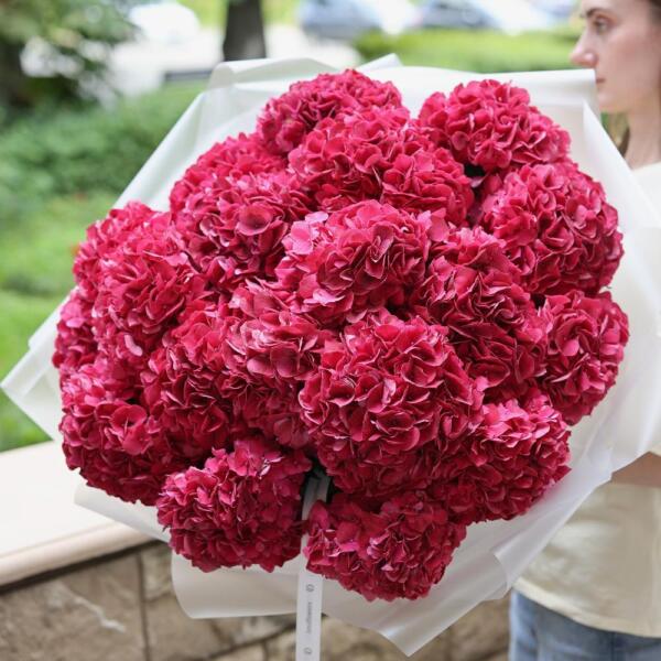 Bright pink Hydrangea - 19 гортензий