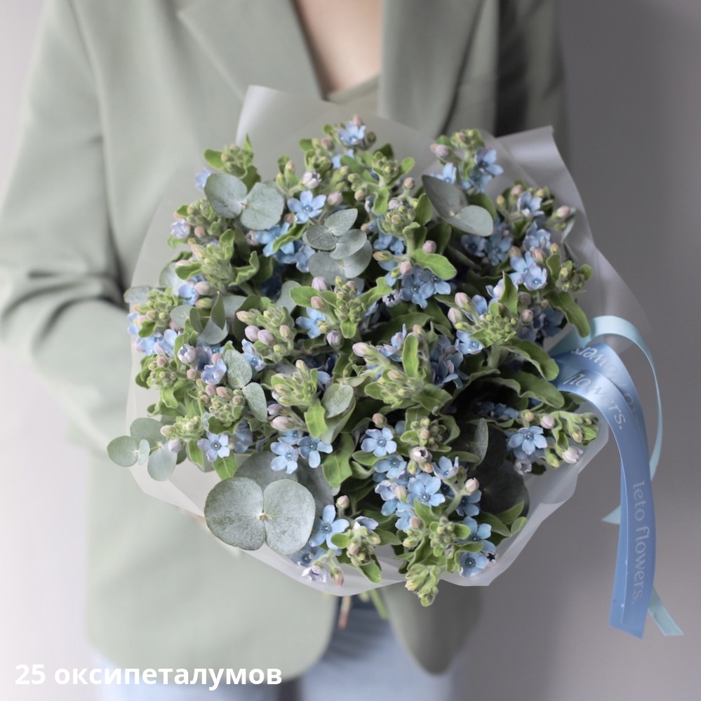 Oxypetalum, blue Oxypetalum, blue -  25 оксипеталумов