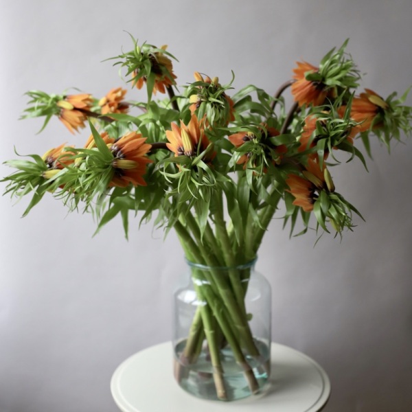 Fritillaria in a vase - 15 фритиллярий (ваза может отличаться)