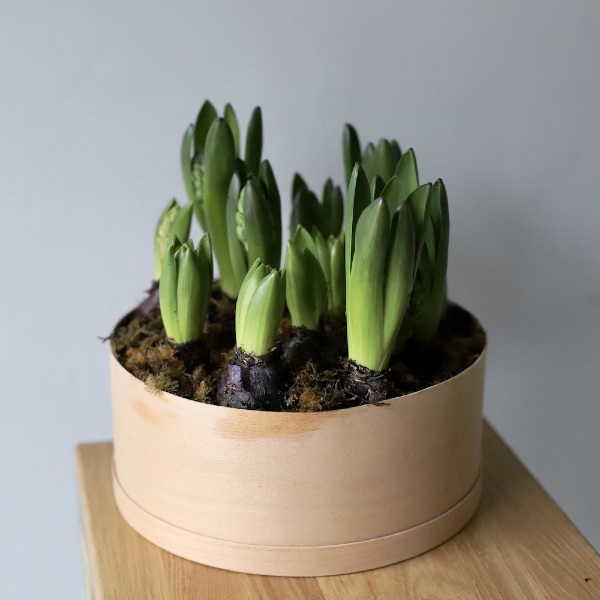 Hyacinthus in a hat box - Размер L