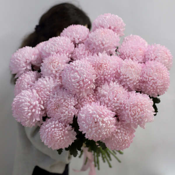 Large pink Chrysanthemum -  25 хризантем 