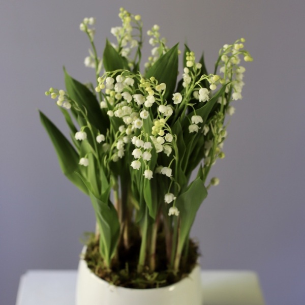 Lily of the Valley in a ceramic pot -   25 ландышей  