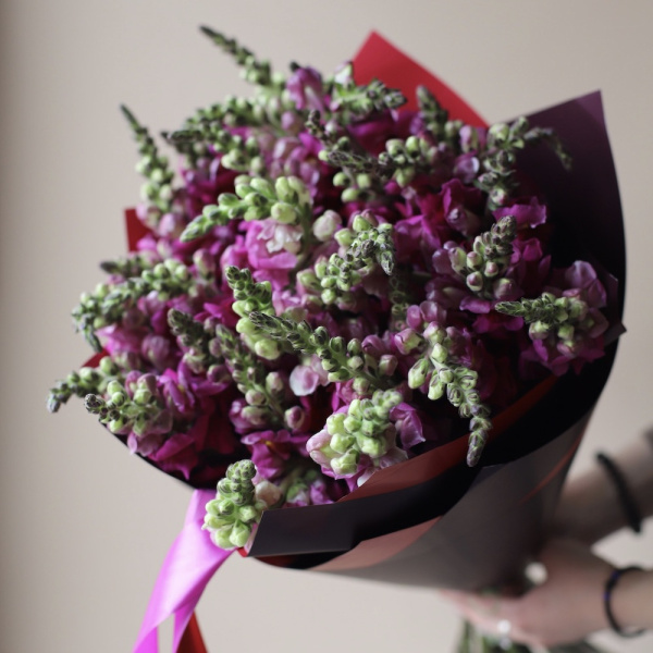 “Burgundy Snapdragon”