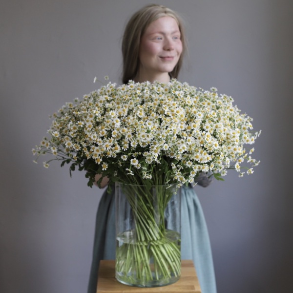 Daisies in a vase - 75 ромашек