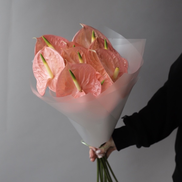 Pink Anthurium -  9 антуриумов