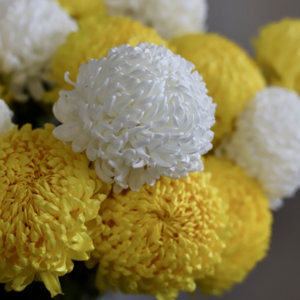 Large Chrysanthemum in a vase