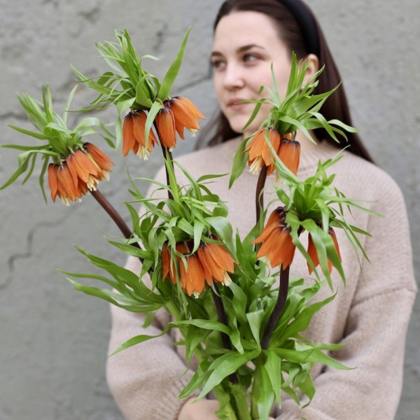 Orange Fritillaria - 5 фритиллярий