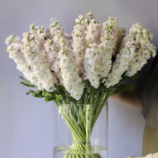 Stock in a vase - 39 маттиол