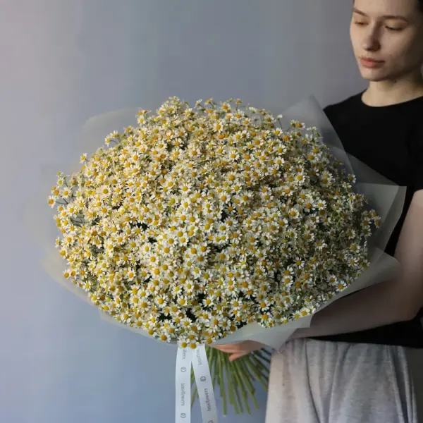 Chamomile - 49 ромашек