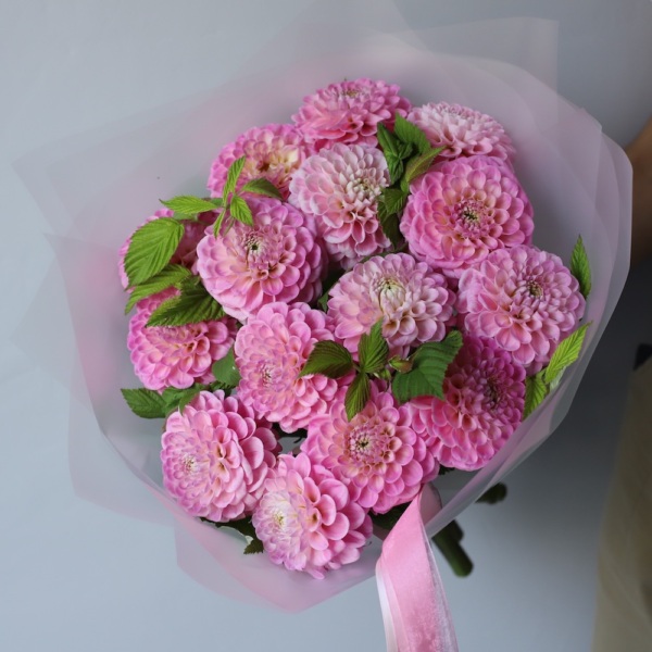 Light pink Dahlia - 15 георгин с зеленью