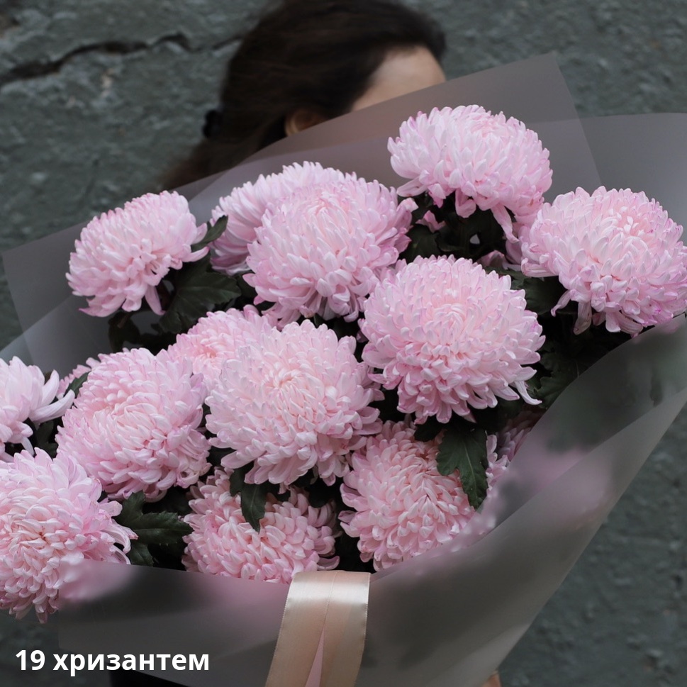 Large pink Chrysanthemum Large pink Chrysanthemum -  19 хризантем