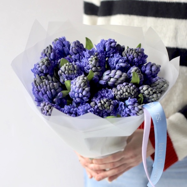 Blue Hyacinthus - 25 гиацинтов