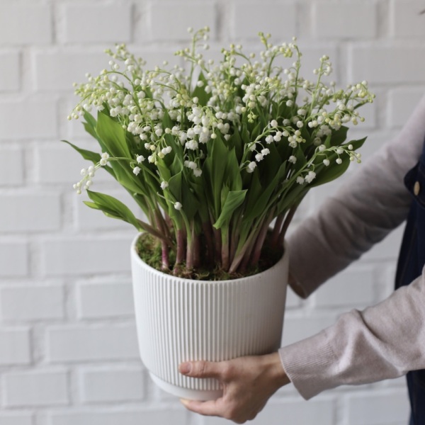 Lily of the Valley in a ceramic pot - 49 ландышей