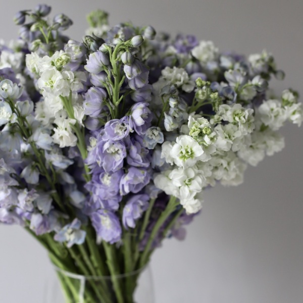 Stock and Delphinium in a vase