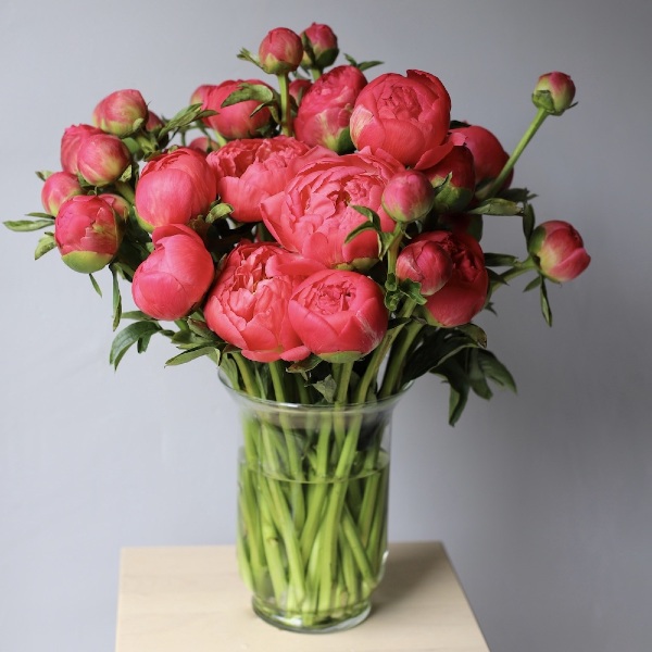 Peony in a vase -  39 пионов 