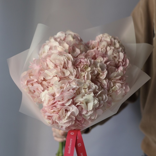 Colombian Hydrangeas - 5 гортензий