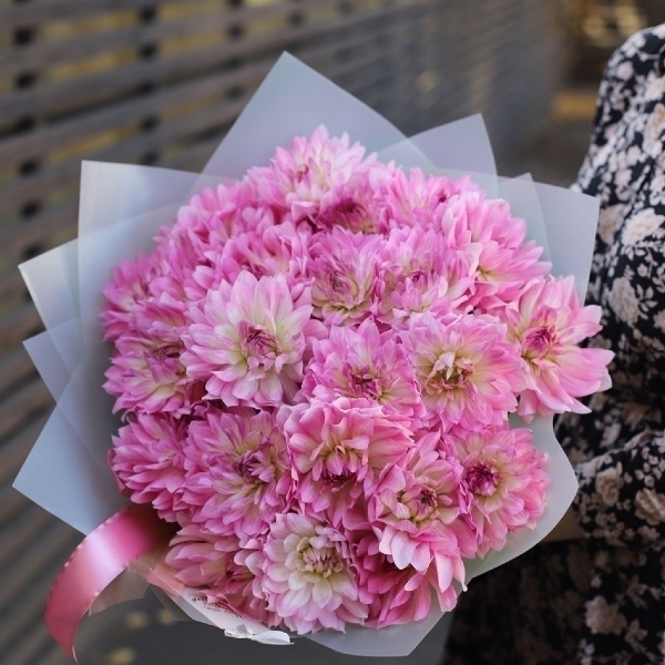 Light pink Dahlia