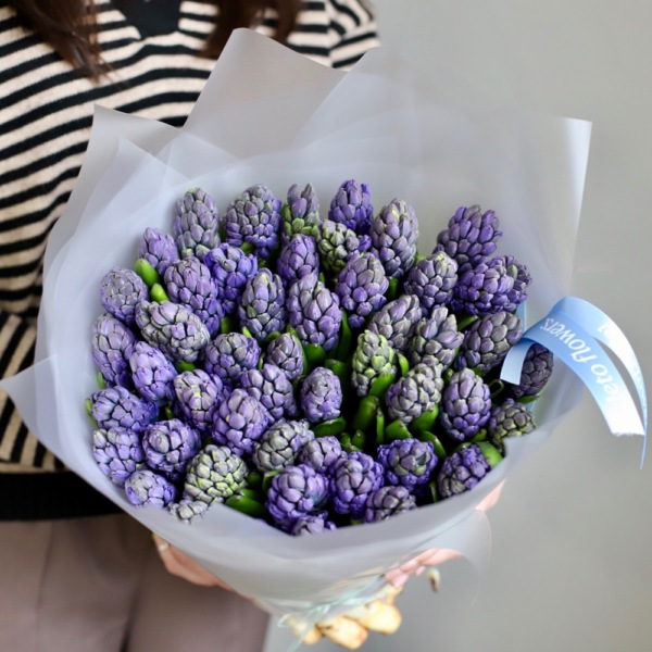 Blue Hyacinthus - 49 гиацинтов