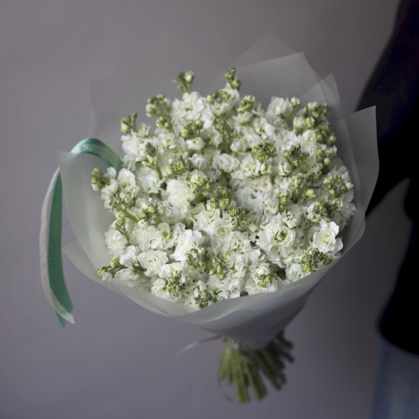 White Stock - 39 маттиол