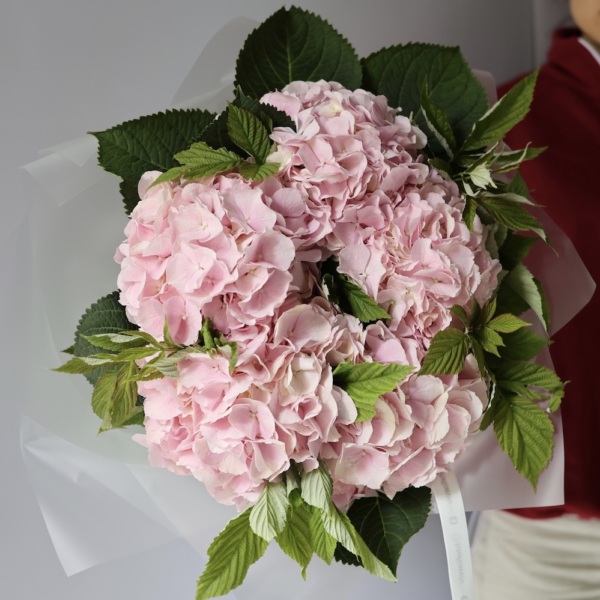Pink Hydrangea - 9 гортензий с зеленью 