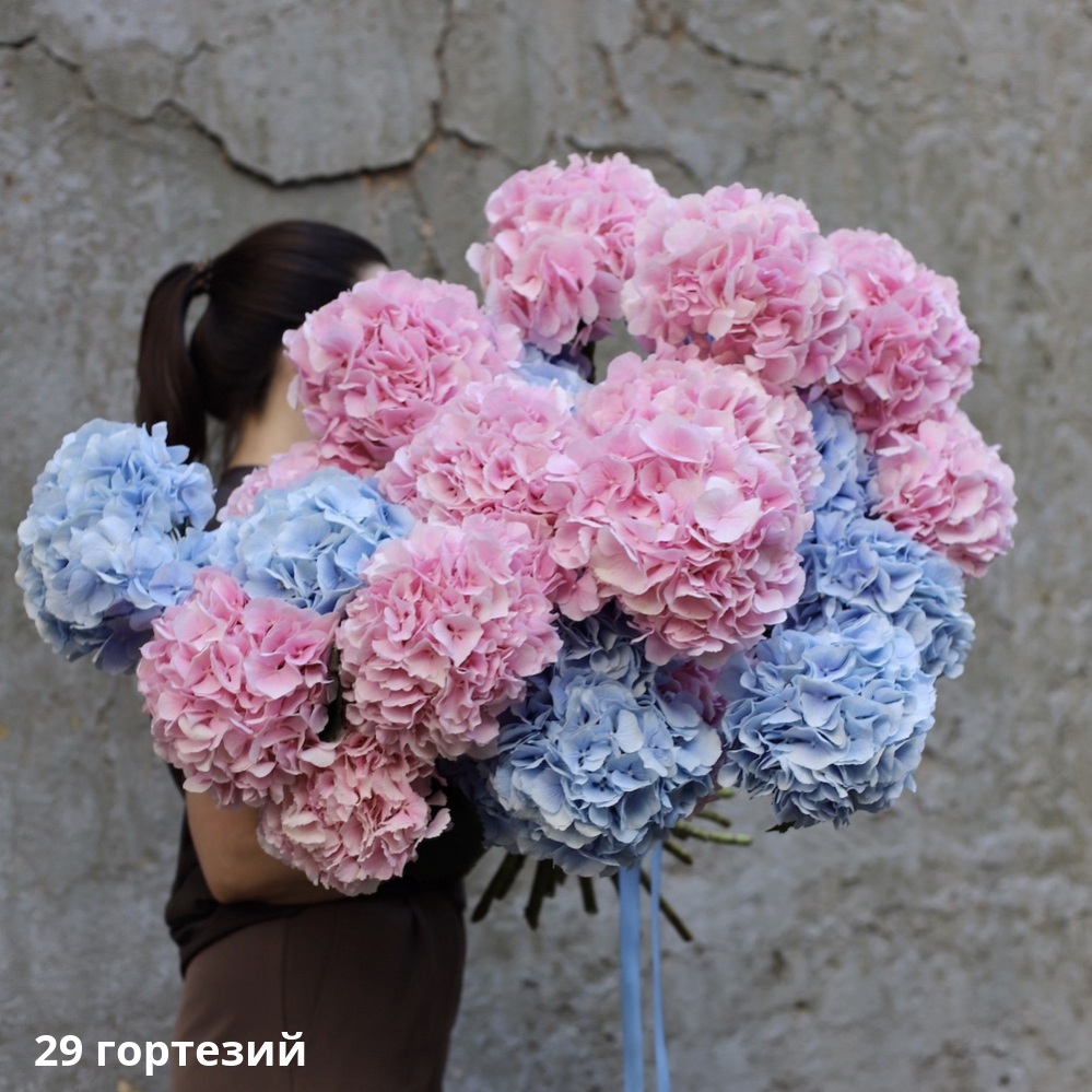 Mixed color Hydrangeas Mixed color Hydrangeas -   29 гортезий