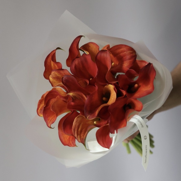 Red Calla Lilies - 19 калл