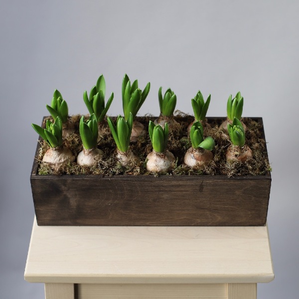 Hyacinthus in a wooden box - Размер L