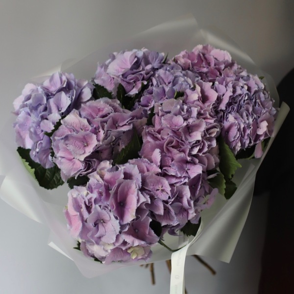 Lavender Hydrangea - 9 гортензий