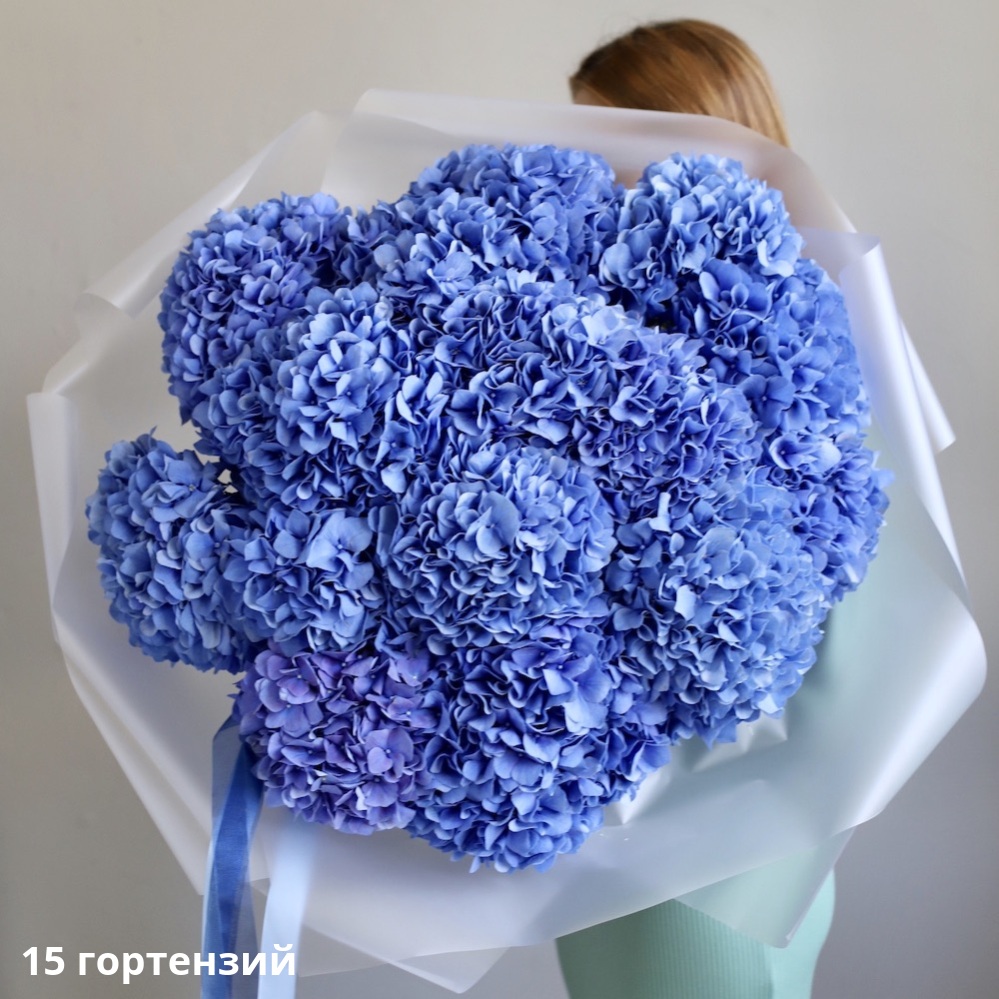 Blue Hydrangea Blue Hydrangea -  15 гортензий
