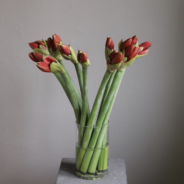 Amaryllis in a vase - 9 амариллисов